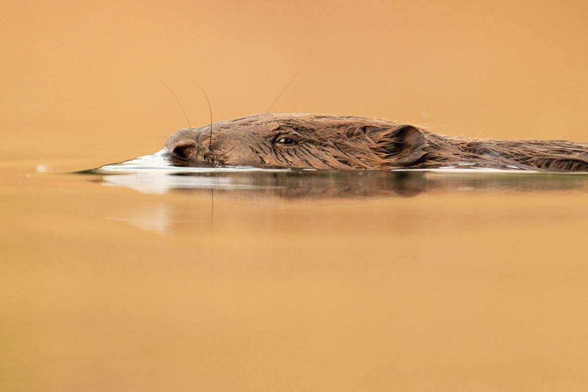 Gallery of fish, photographed by nature photographer Nicolas Stettler.