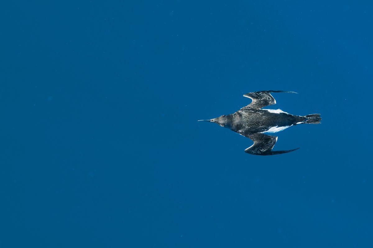 Gallery of fish, photographed by nature photographer Nicolas Stettler.