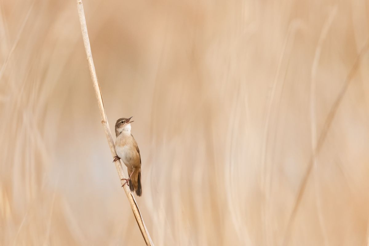 Gallery of songbirds, photographed by nature photographer Nicolas Stettler.