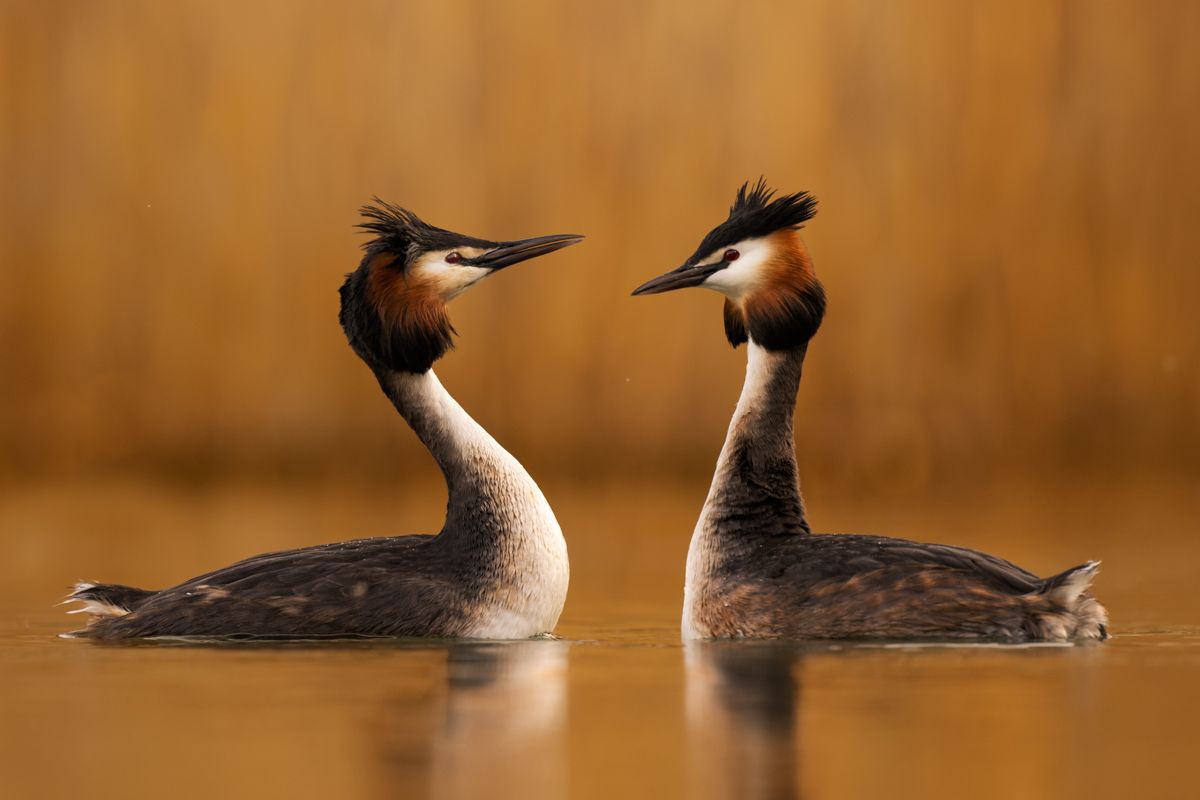 Gallery of water birds images of nature photographer Nicolas Stettler.