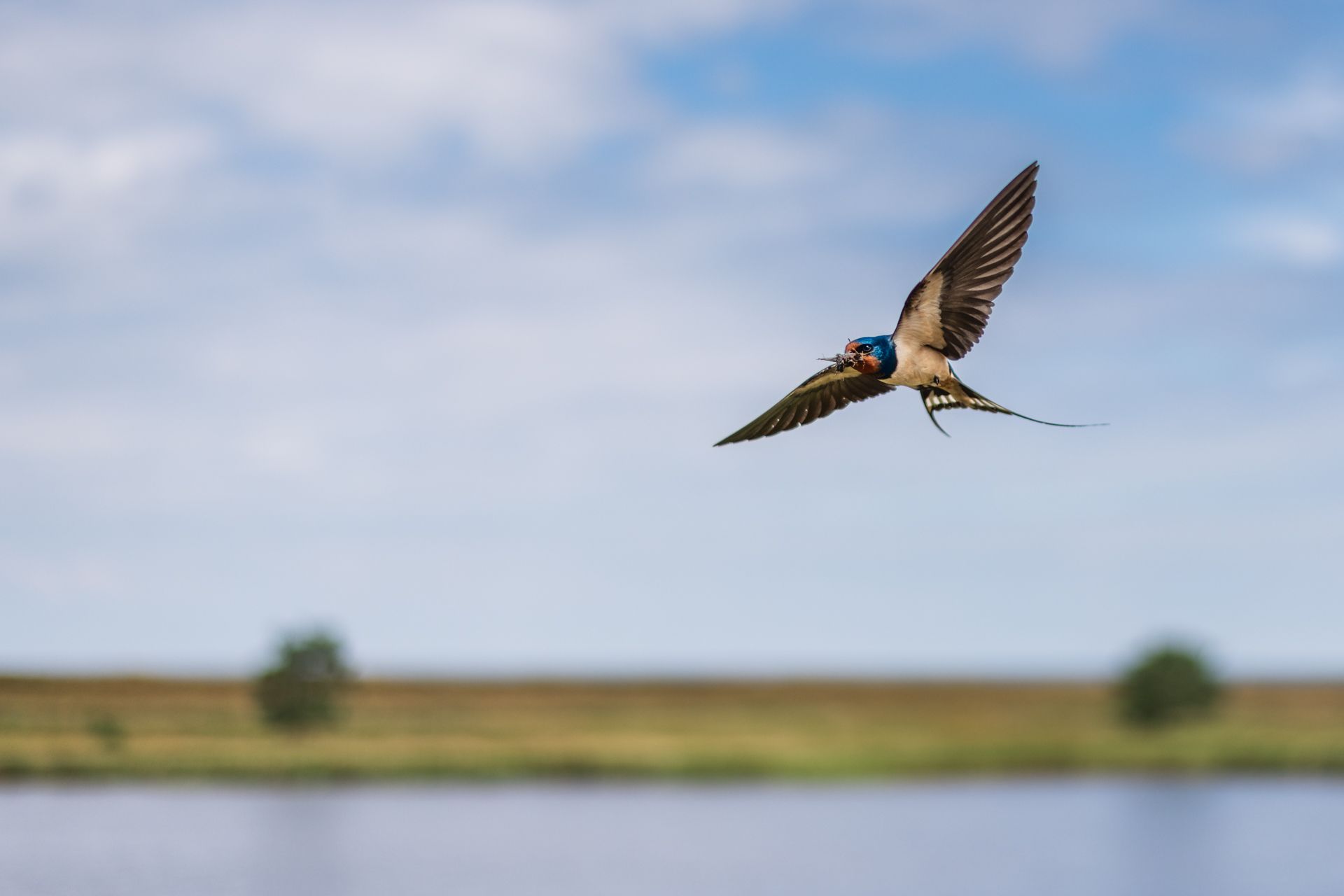 Rauchschwalbe im Flug.