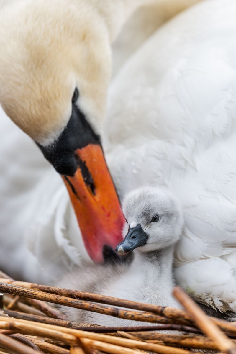 Portfolio von Naturfotograf Nicolas Stettler.