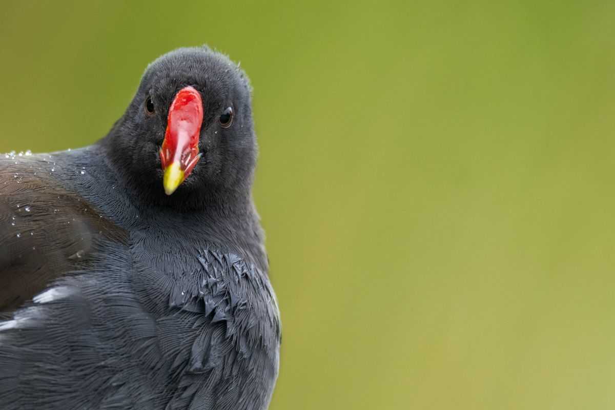 Galerie mit Vogelfotos von Wasservögeln, fotografiert von Naturfotograf Nicolas Stettler..