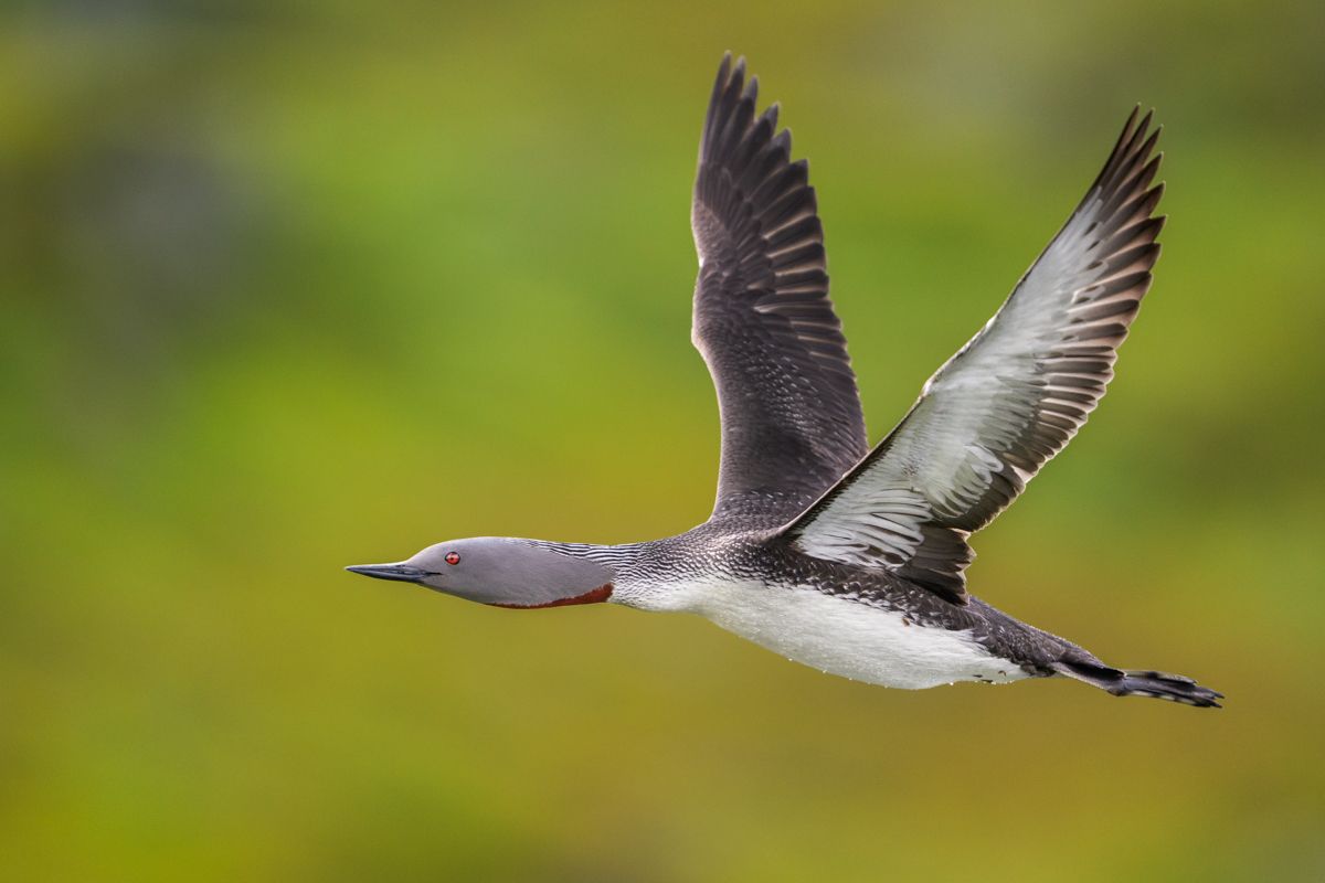 Gallery of water birds images of nature photographer Nicolas Stettler.