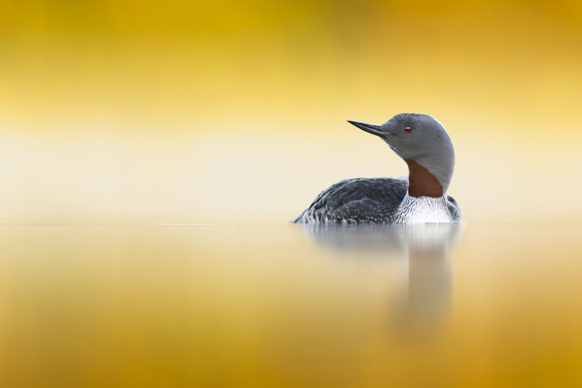 Galerie mit Vogelfotos von Wasservögeln, fotografiert von Naturfotograf Nicolas Stettler..