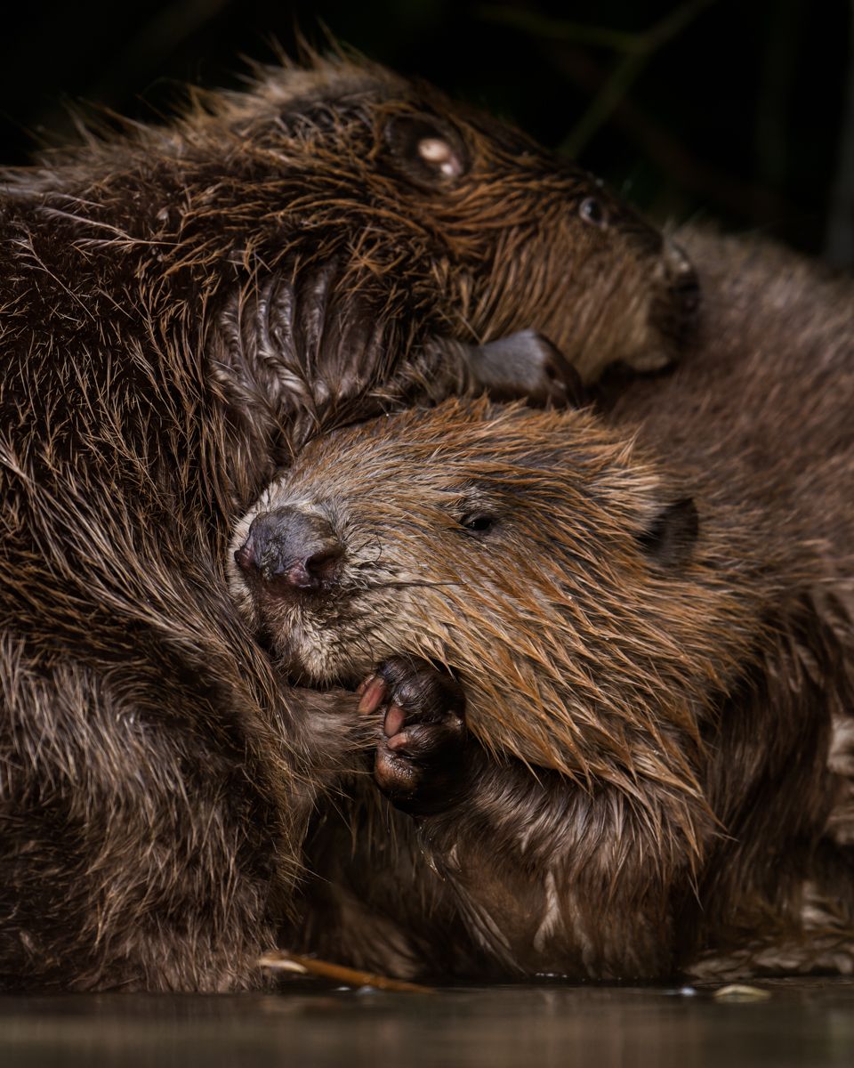 Gallery of fish, photographed by nature photographer Nicolas Stettler.