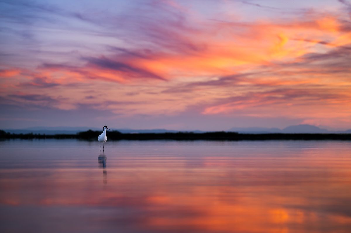 Galerie mit Vogelfotos von Limikolen, fotografiert von Naturfotograf Nicolas Stettler..