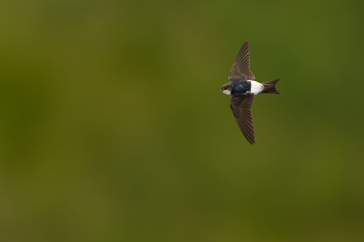 Galerie mit Vogelfotos von Seevögelb, fotografiert von Naturfotograf Nicolas Stettler..