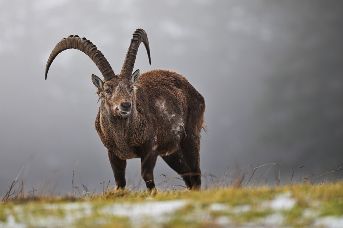 Steinböcke fotografiert von Nicolas Stettler.