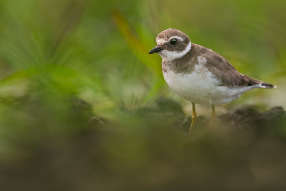 Galerie mit Vogelfotos von Limikolen, fotografiert von Naturfotograf Nicolas Stettler..