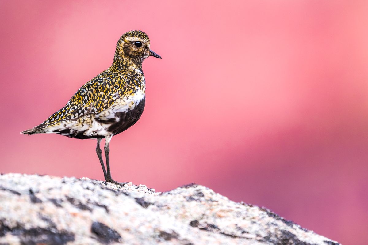 Galerie mit Vogelfotos von Limikolen, fotografiert von Naturfotograf Nicolas Stettler..