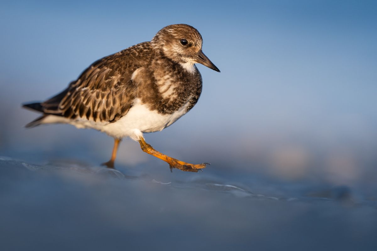 Galerie mit Vogelfotos von Limikolen, fotografiert von Naturfotograf Nicolas Stettler..