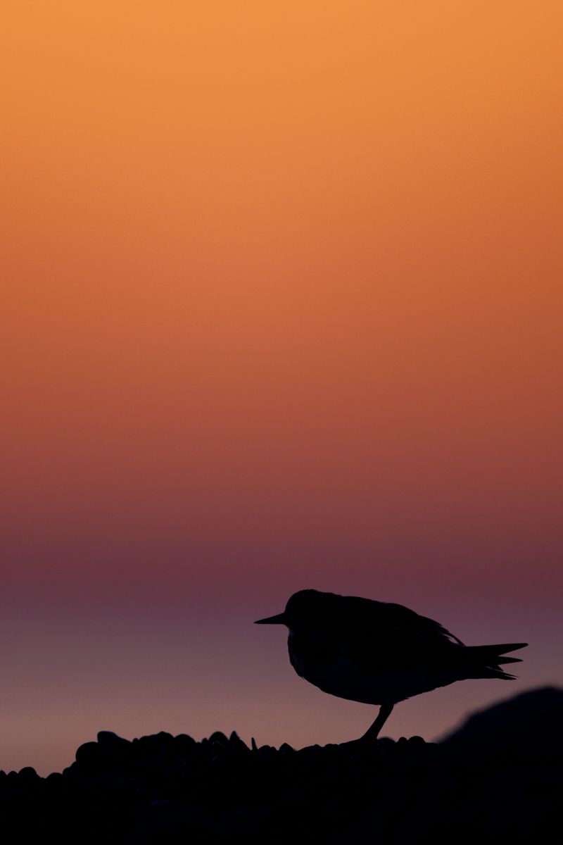 Galerie mit Vogelfotos von Limikolen, fotografiert von Naturfotograf Nicolas Stettler..