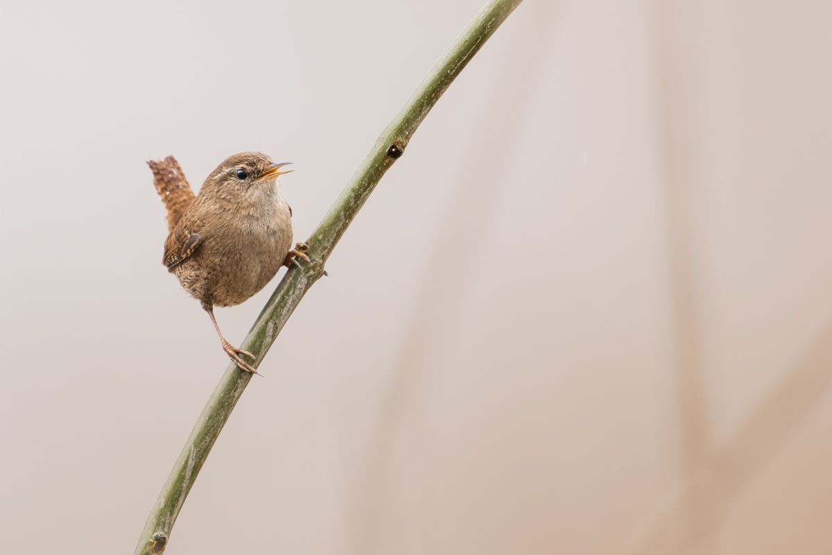 Gallery of songbirds, photographed by nature photographer Nicolas Stettler.