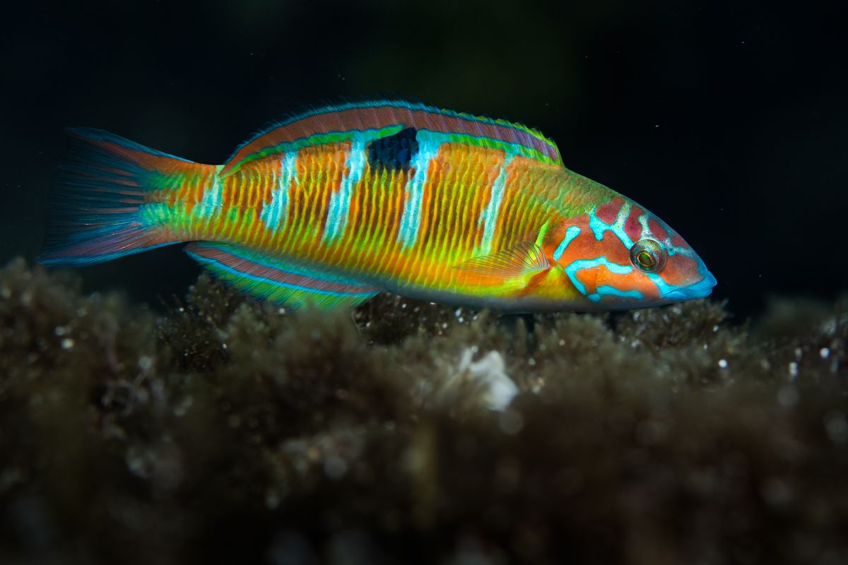 Portfolio von Naturfotograf Nicolas Stettler.