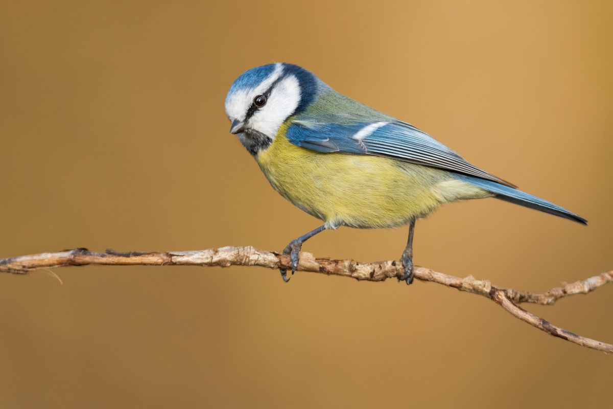 Gallery of songbirds, photographed by nature photographer Nicolas Stettler.