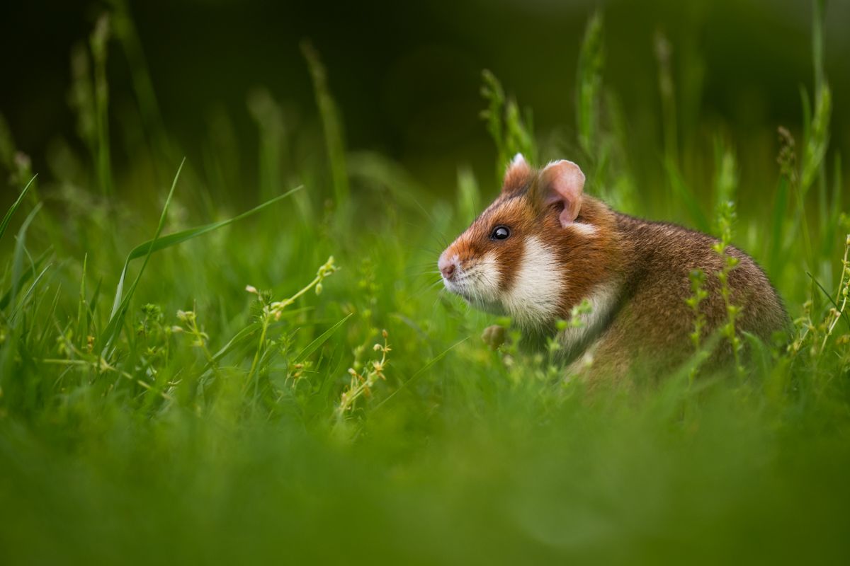 Diverse Säugetiere fotografiert von Nicolas Stettler.