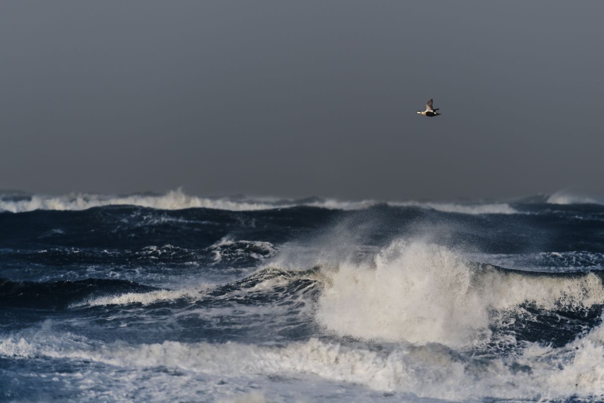 Gallery of water birds images of nature photographer Nicolas Stettler.