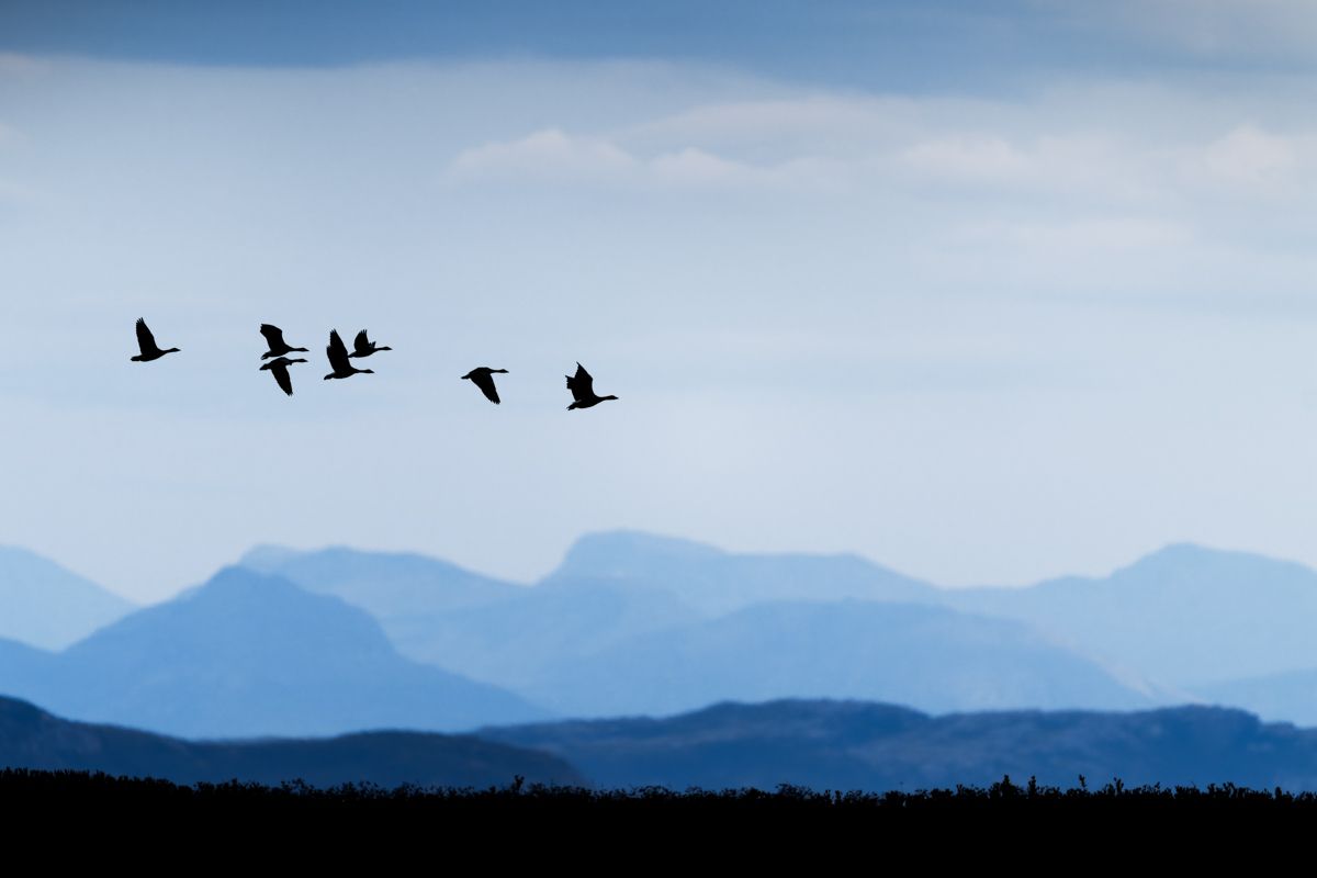 Gallery of water birds images of nature photographer Nicolas Stettler.