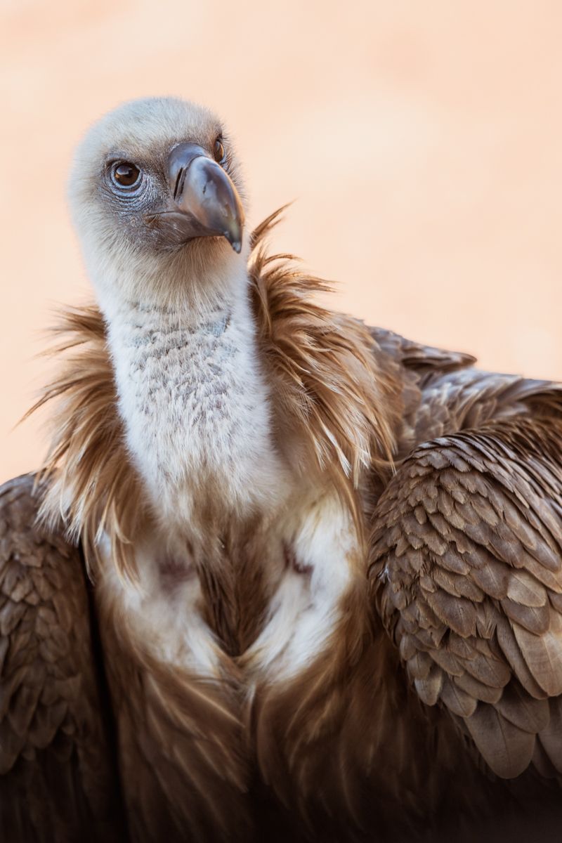 Galerie mit Fotos von Greifvögeln, fotografiert von Naturfotograf Nicolas Stettler.