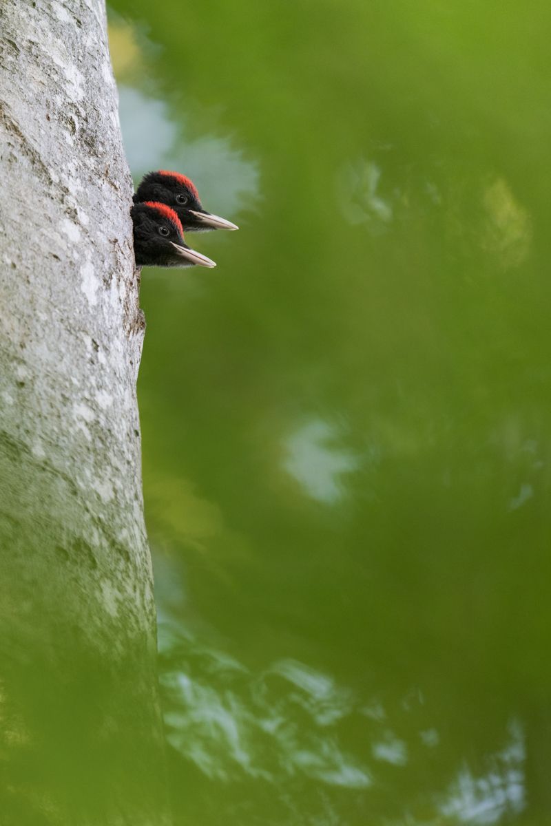 Gallery of songbirds, photographed by nature photographer Nicolas Stettler.