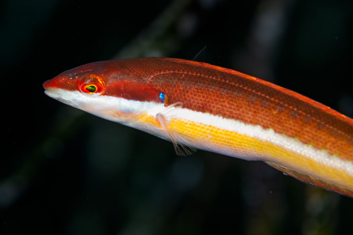 Gallery of fish, photographed by nature photographer Nicolas Stettler.