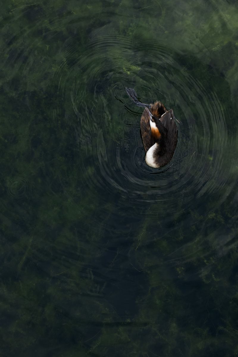 Galerie mit Vogelfotos von Wasservögeln, fotografiert von Naturfotograf Nicolas Stettler..