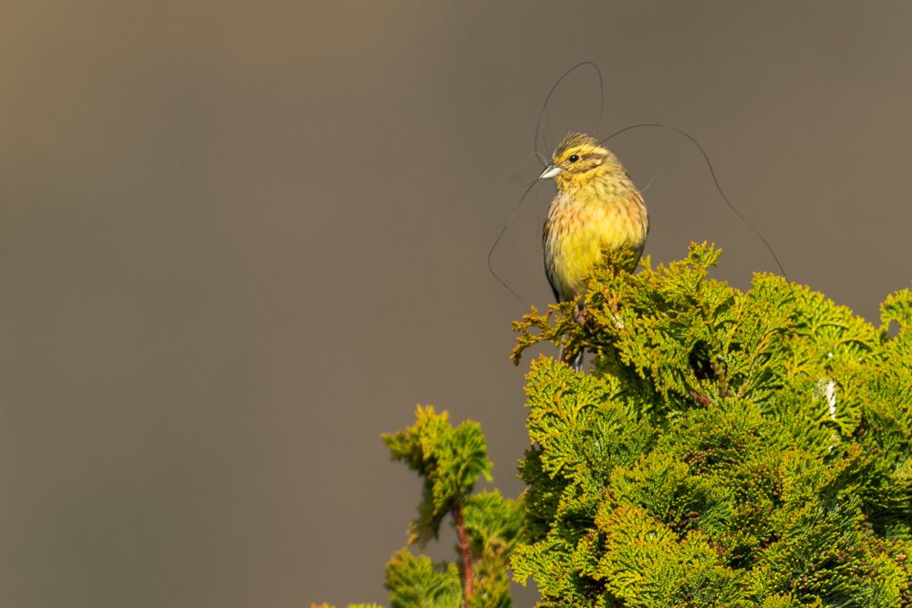 The female cirl bunting is somewhat more inconspicuously coloured. The head pattern is only hinted at and the breast is heavily dotted.