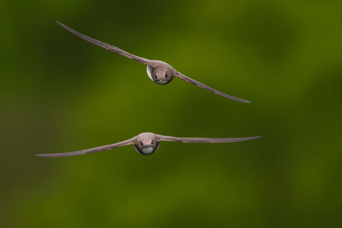 Gallery of swifts and swallows, photographed by nature photographer Nicolas Stettler.