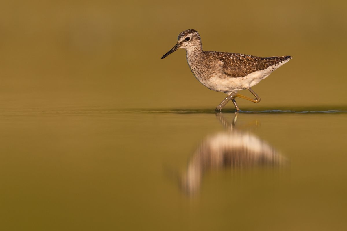 Galerie mit Vogelfotos von Limikolen, fotografiert von Naturfotograf Nicolas Stettler..