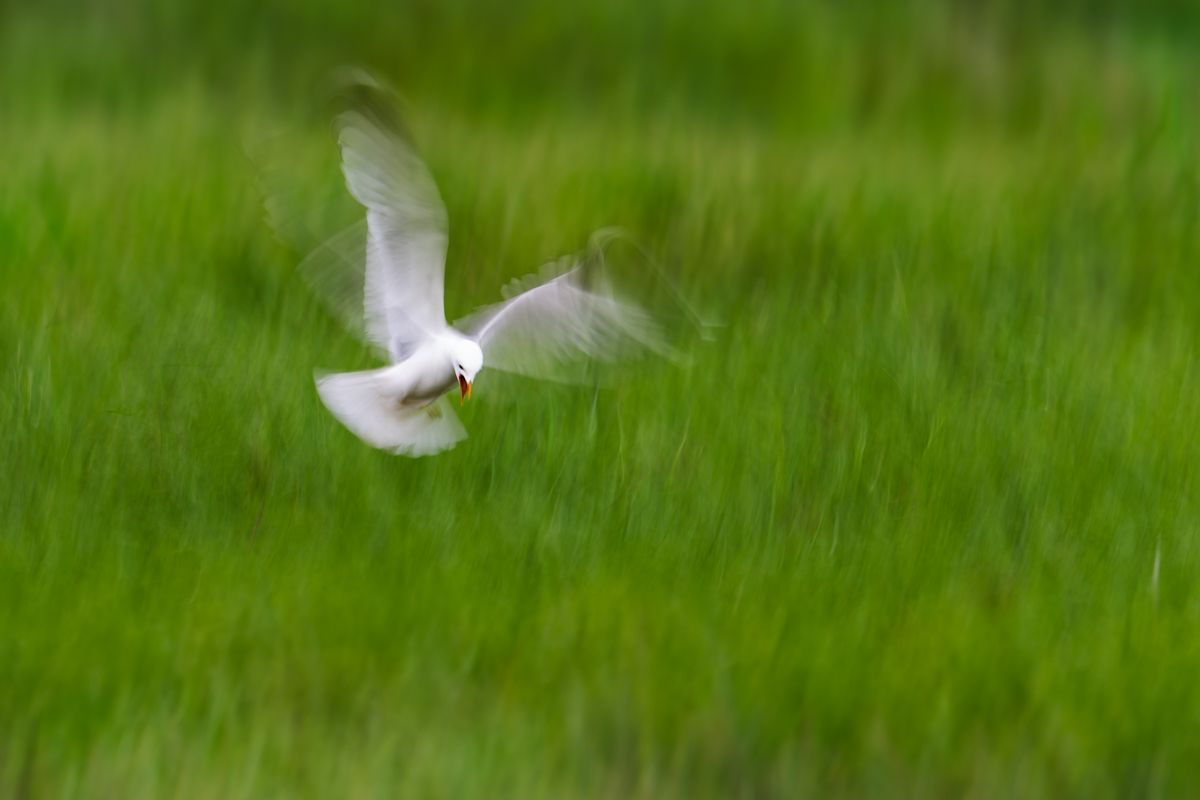 Gallery of water birds images of nature photographer Nicolas Stettler.