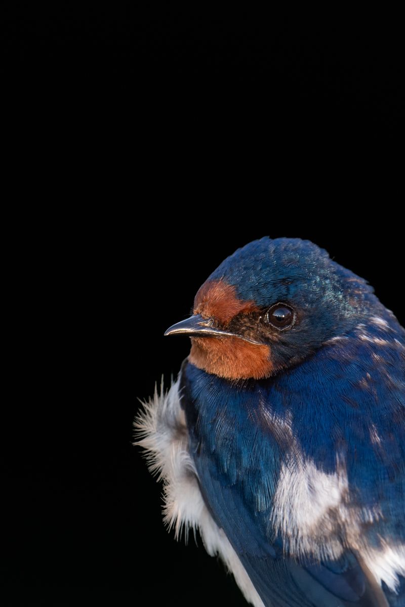 Gallery of songbirds, photographed by nature photographer Nicolas Stettler.