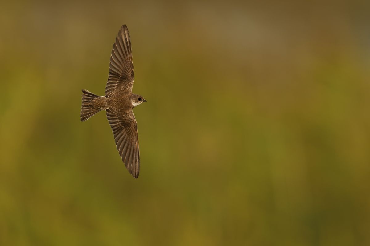 Gallery of swifts and swallows, photographed by nature photographer Nicolas Stettler.