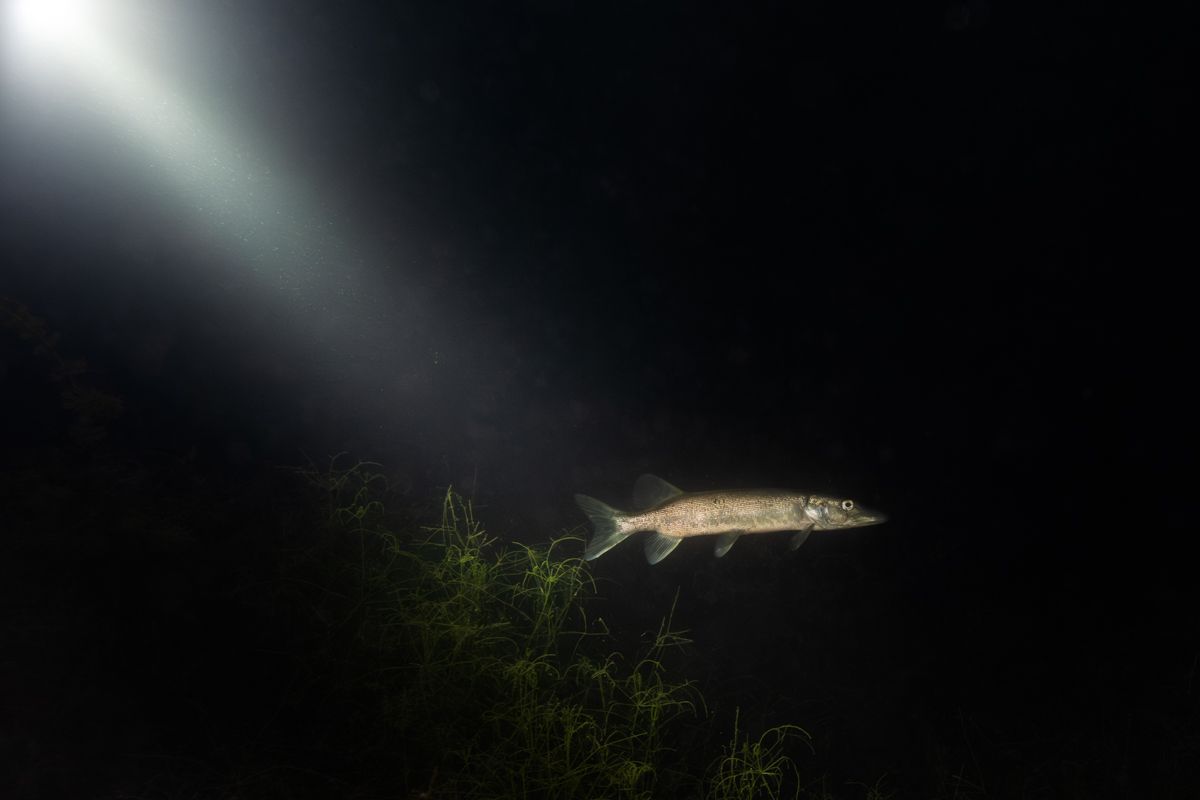 Galerie mit Fotos von Fische, fotografiert von Naturfotograf Nicolas Stettler..