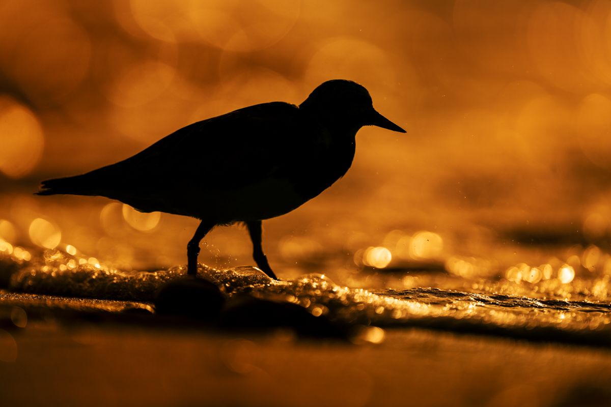 Galerie mit Vogelfotos von Limikolen, fotografiert von Naturfotograf Nicolas Stettler..