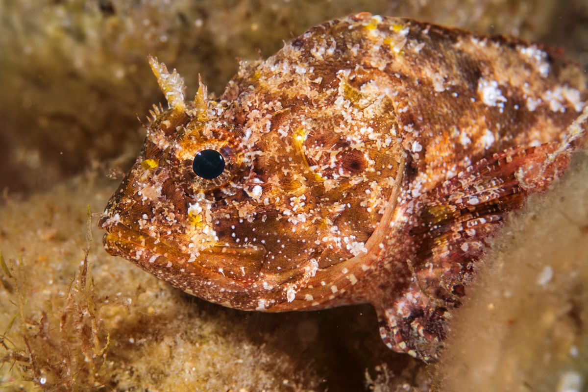 Galerie mit Fotos von Fische, fotografiert von Naturfotograf Nicolas Stettler..