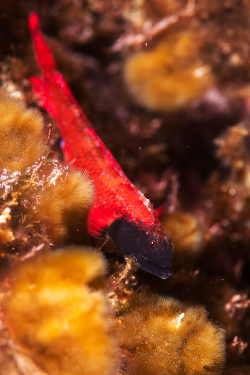 Gallery of fish, photographed by nature photographer Nicolas Stettler.