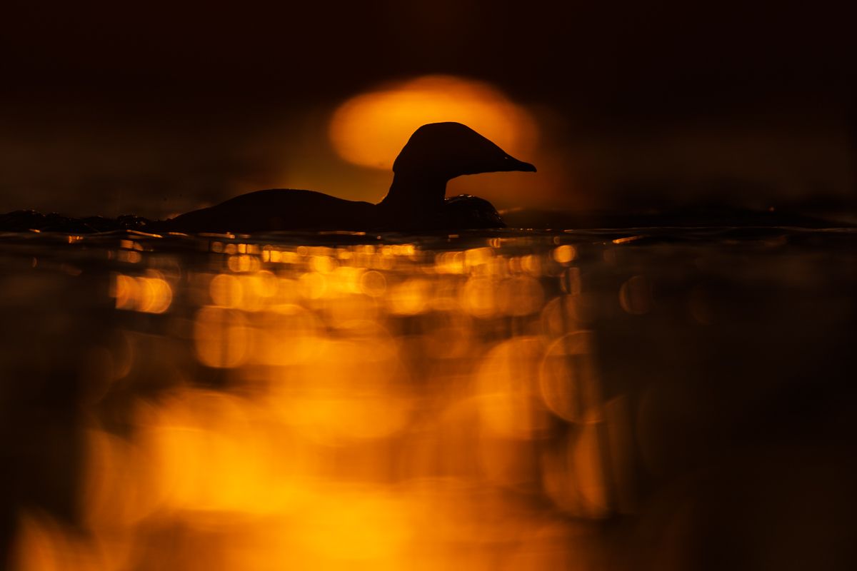 Galerie mit Vogelfotos von Wasservögeln, fotografiert von Naturfotograf Nicolas Stettler..