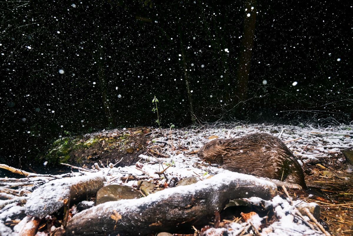 Gallery of fish, photographed by nature photographer Nicolas Stettler.