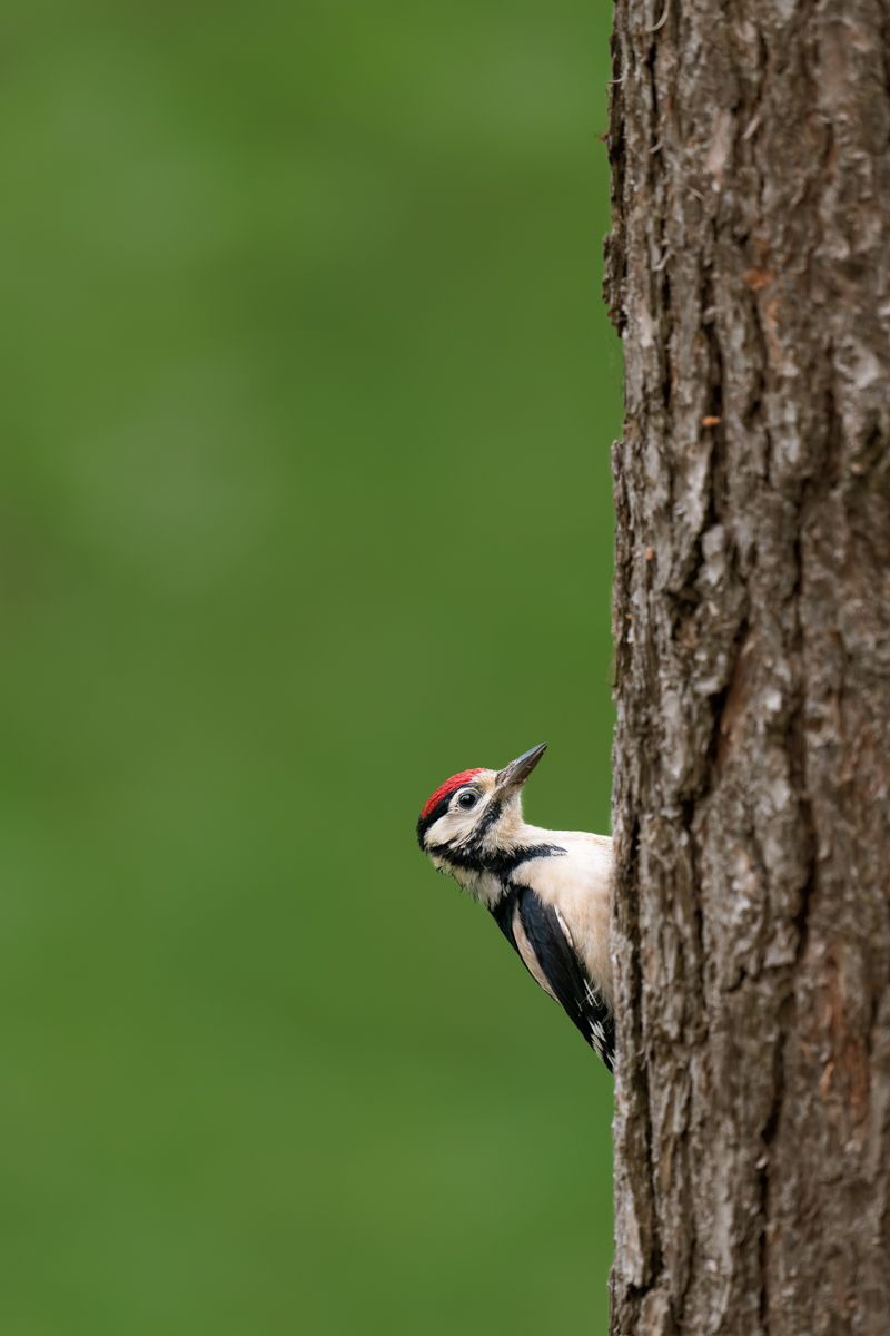 Gallery of songbirds, photographed by nature photographer Nicolas Stettler.