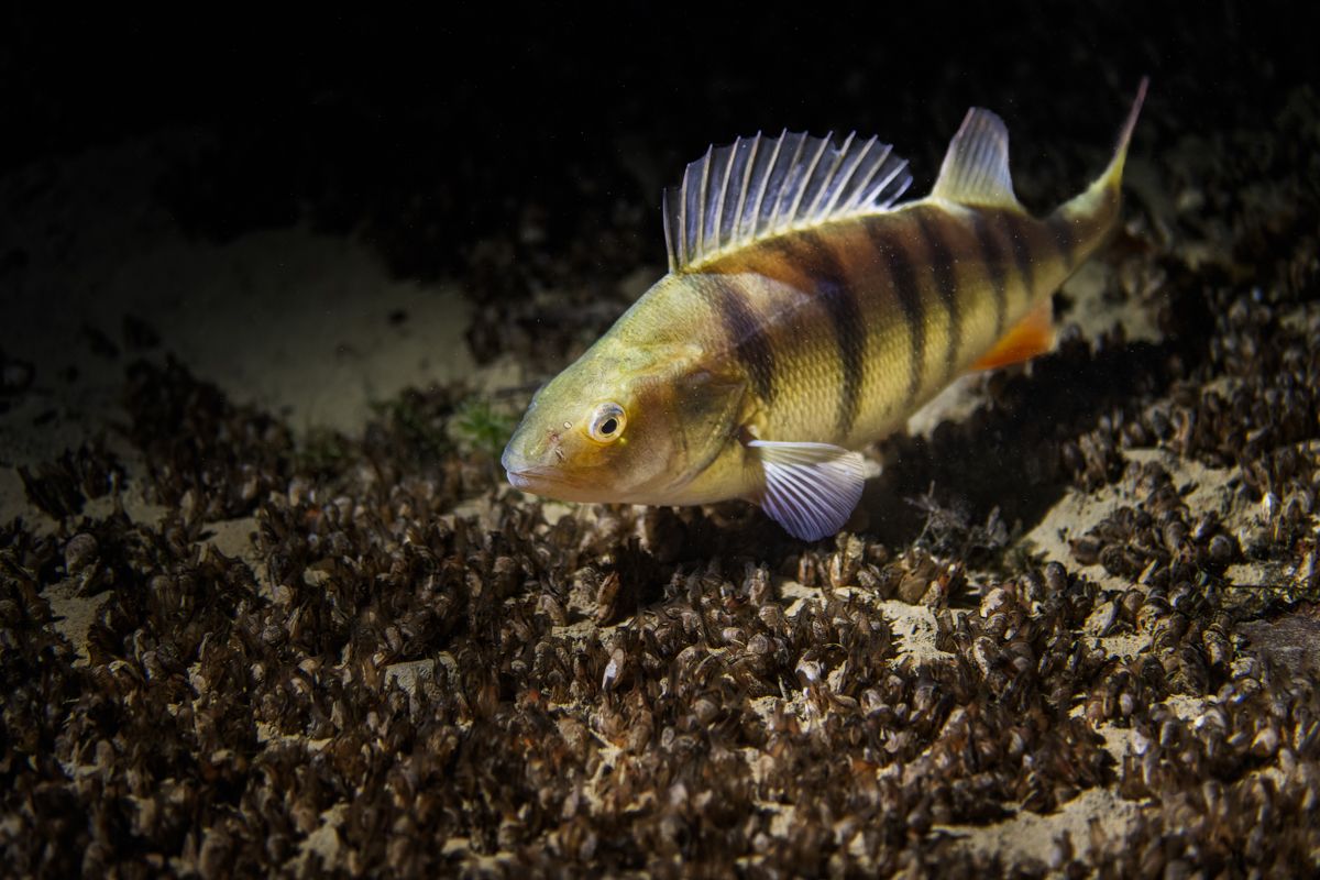 Galerie mit Fotos von Fische, fotografiert von Naturfotograf Nicolas Stettler..