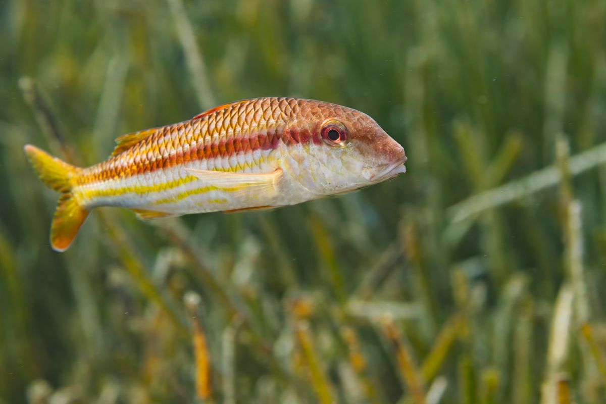 Galerie mit Fotos von Fische, fotografiert von Naturfotograf Nicolas Stettler..