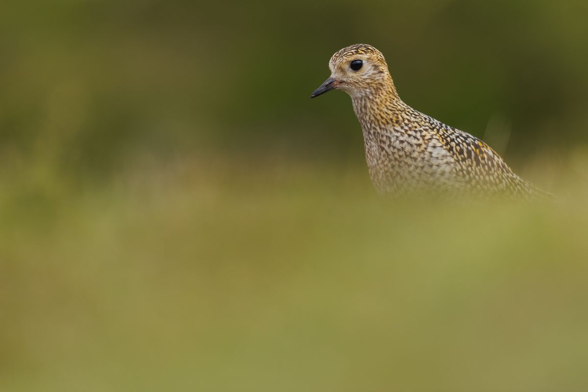 Galerie mit Vogelfotos von Limikolen, fotografiert von Naturfotograf Nicolas Stettler..