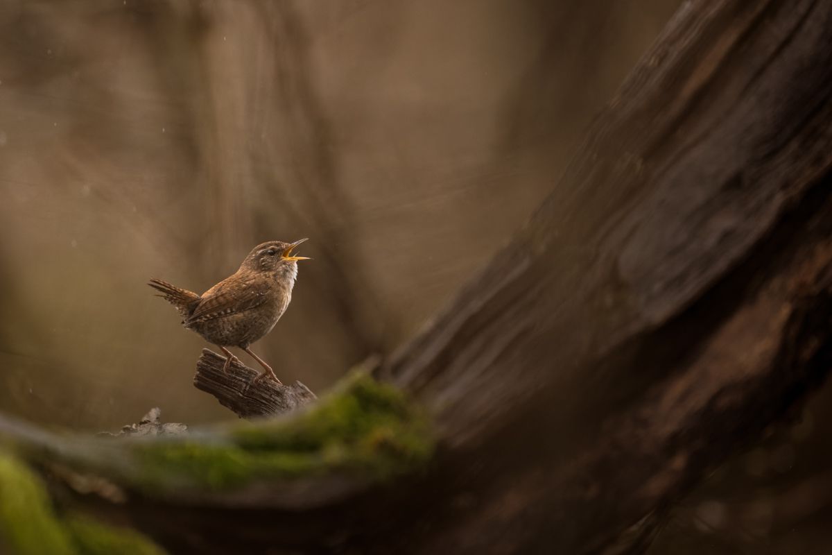 Gallery of songbirds, photographed by nature photographer Nicolas Stettler.