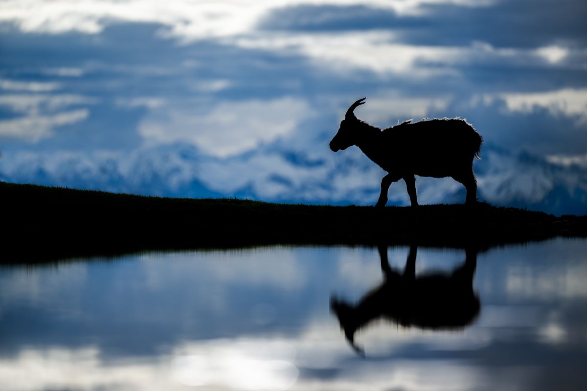 Galerie mit Biber Fotos, fotografiert von Naturfotograf Nicolas Stettler.