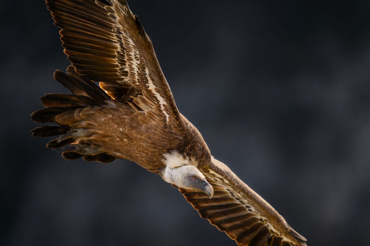 Galerie mit Fotos von Greifvögeln, fotografiert von Naturfotograf Nicolas Stettler.