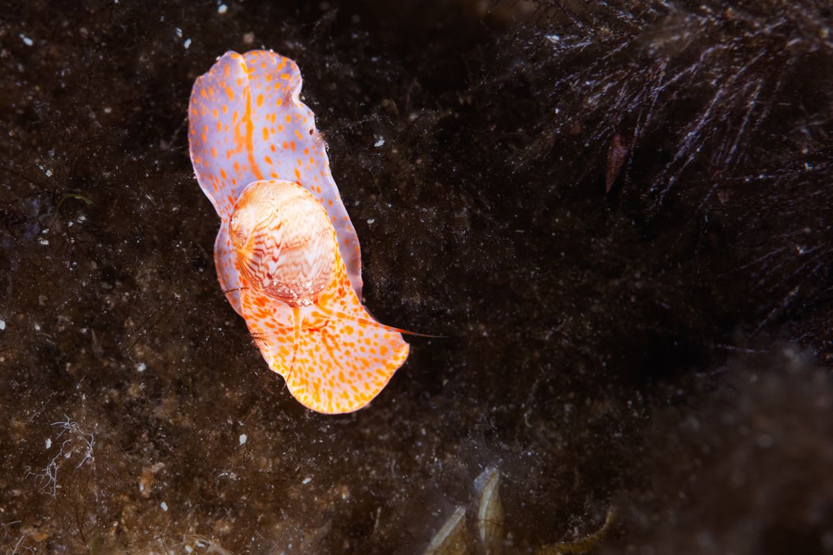 Galerie mit Fotos von Fische, fotografiert von Naturfotograf Nicolas Stettler..