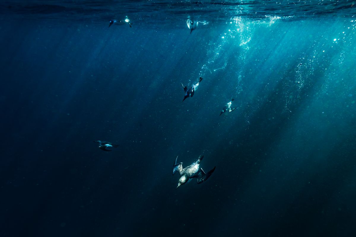 Gallery of fish, photographed by nature photographer Nicolas Stettler.