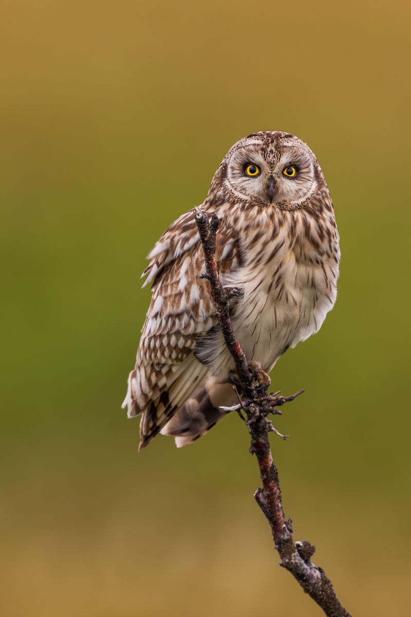 Galerie mit Fotos von Greifvögeln, fotografiert von Naturfotograf Nicolas Stettler.