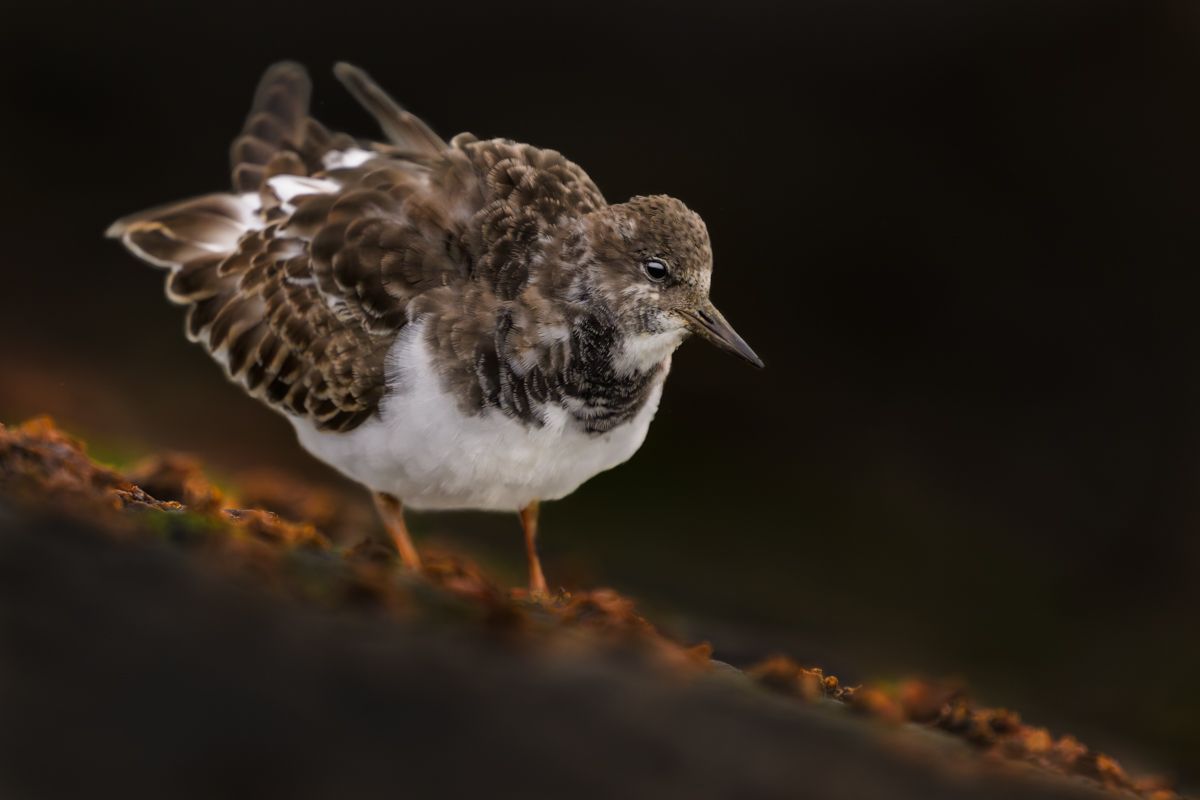 Galerie mit Vogelfotos von Limikolen, fotografiert von Naturfotograf Nicolas Stettler..